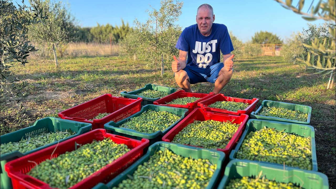 Maslinarski vlog 27.10.2024. - berba Lecciane 💚