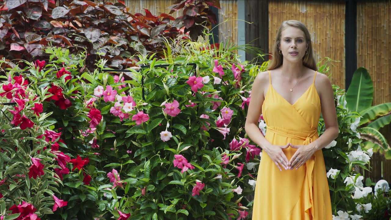 Sun Parasol Giant and Pretty Mandevilla from Suntory Flowers