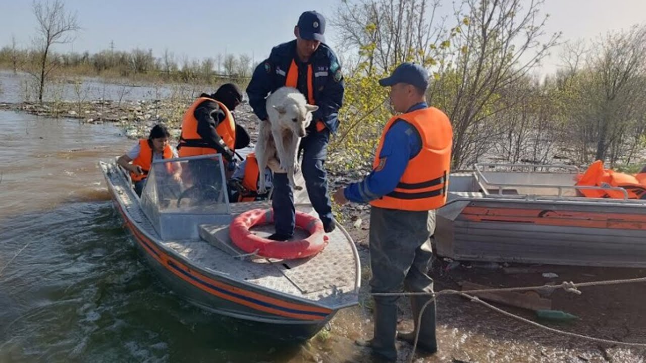 Спасатели вывозят животных из затопленных домов в Казахстане