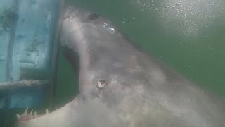 Diver Decapitated by Huge Great White Shark- Jose Miranda