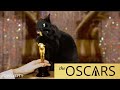 OwlKitty wins an Oscar
