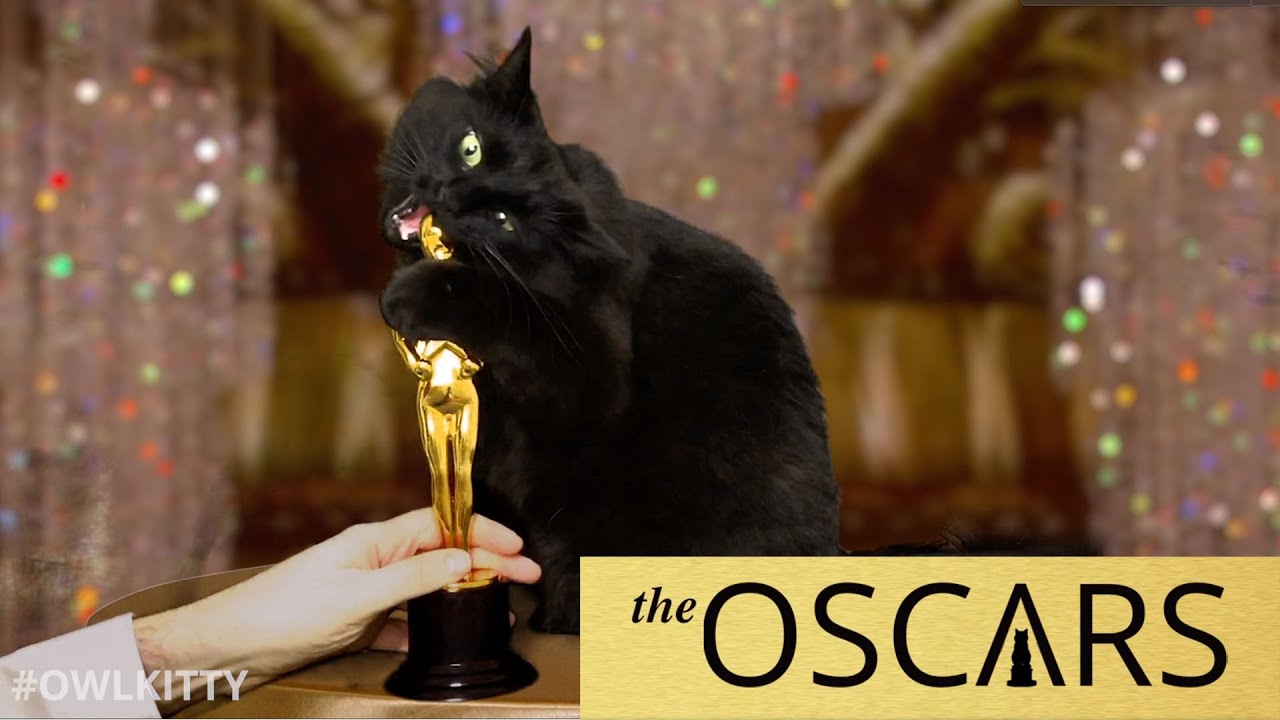 OwlKitty wins an Oscar