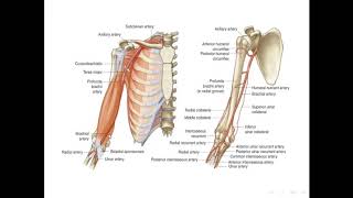 [[ Anatomy ]] : Brachial Artery