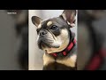 Montebello couple devastated after French bulldog stolen at gunpoint