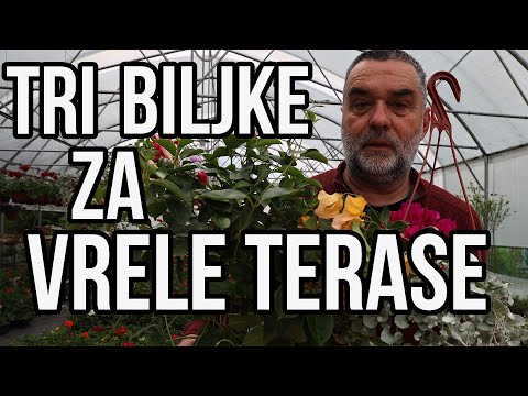 Video: Savršene biljke za terase i baštenske sobe