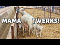 A TWERKING EWE😂... and something NEW!!🙌🚜 | Vlog 454