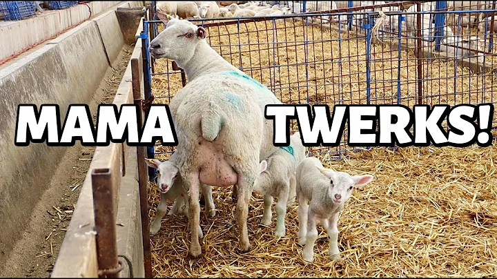 A TWERKING EWE😂... and something NEW!!🙌🚜 | Vlog 454