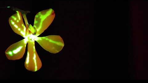 Projection Mapping for Yellow Flower
