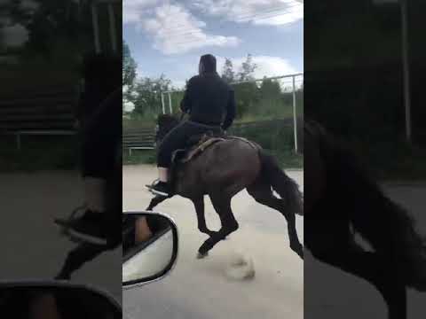 Video: Corolladakı atlar haradadır?
