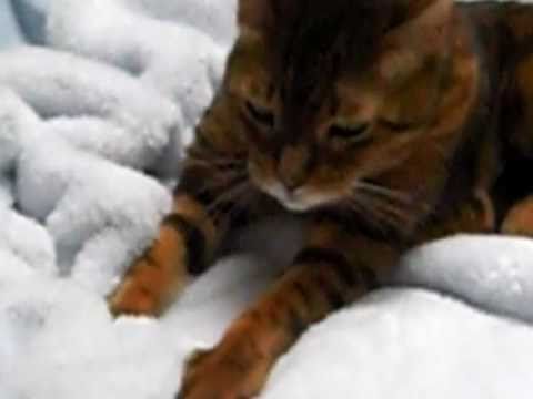 Bengal Cat  Making  Biscuits  YouTube