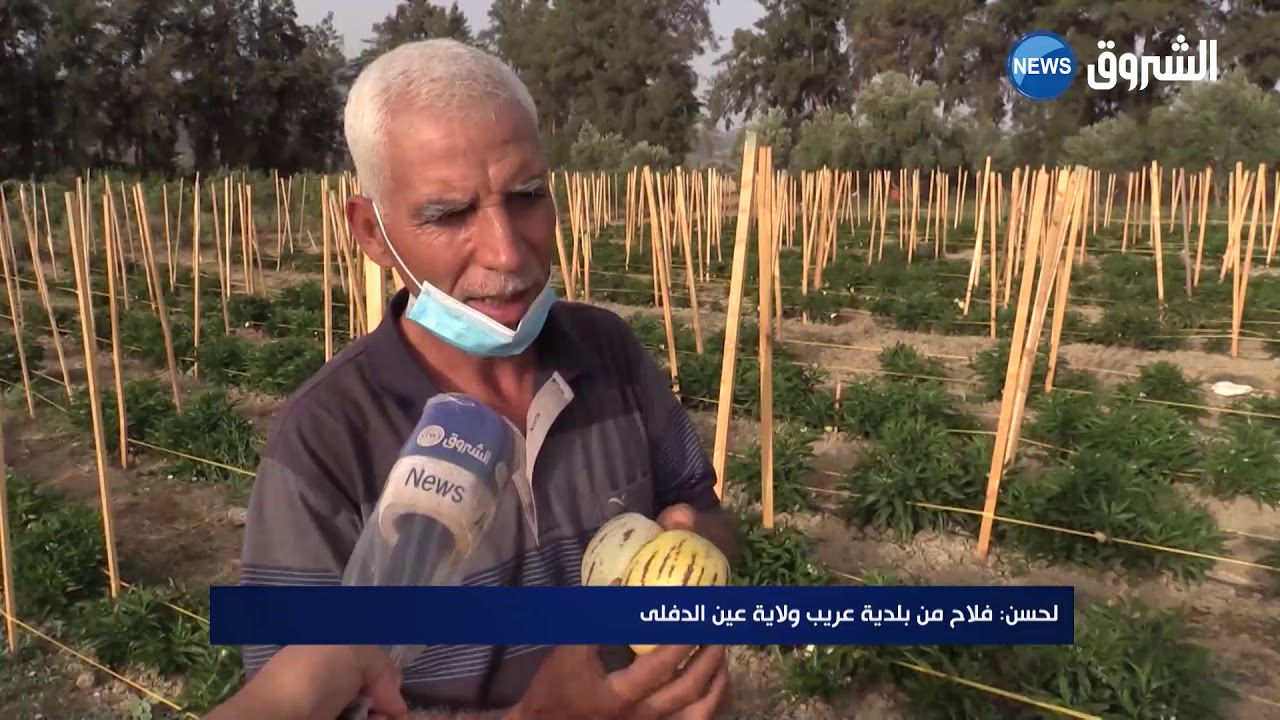 #عين_الدفلى| لحسن.. فلاح ينجح في نقل الفواكه الإستوائية إلى عريب