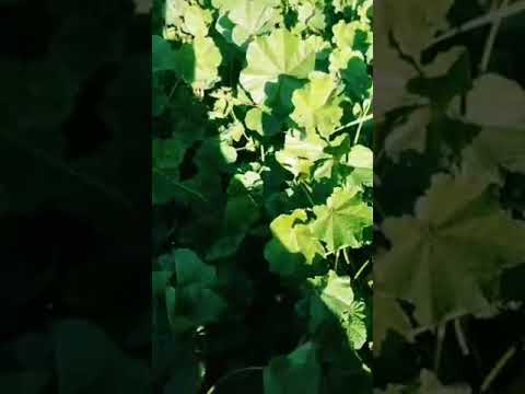 عزموني ع العشا وصار العشا خبيزة