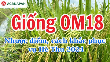 AgriJapan |  GIỐNG OM18 - Đặc tính và kỹ thuật canh tác cho vụ HÈ THU