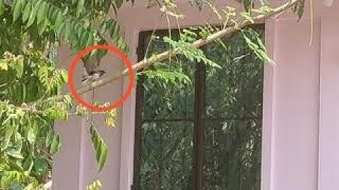 Bird attacking his own reflection in the mirror daily