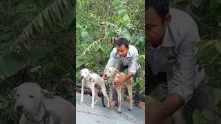 New tricks to breed dogs on the roof