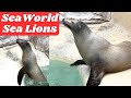 Hungry Sea Lions Eating Fish and Ask for Food | SeaWorld San Diego