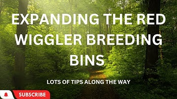 Red Wiggler breeding bins are growing, plus lots of tips #wormcomposting #redwigglers