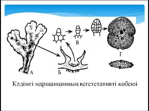 Бейне: Риния өсімдік қазбалары қай жерде табылды?