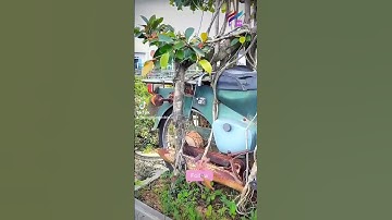 Xe máy BonSai độc lạ Bình Dương #bonsai #huongdan #lamvuon #làmvườn #doclabinhduong #xuhuong