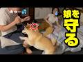 兄妹喧嘩で娘が負けそうになると止めに入る柴犬が可愛い