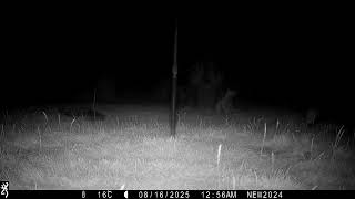 15th August 2025 Boris the badger chasing a fox