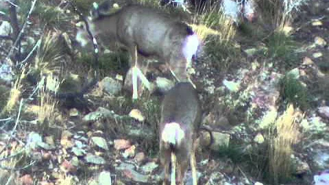 Big Utah Muleys Fighting