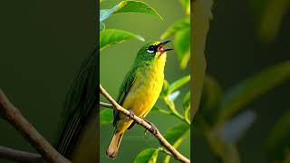 Download Lagu The Sound of the Pleci Bird Gacor Ngalas 🍃 | Original Chirping Makes the Heart Soothe 🐦 #shorts #ai MP3 Download Lagu The Sound of the Pleci Bird Gacor Ngalas 🍃 | Original Chirping Makes the Heart Soothe 🐦 #shorts #ai MP3