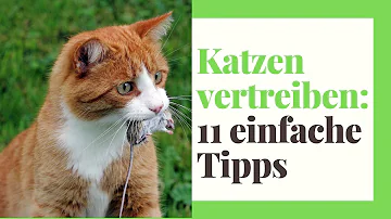 Was kann man gegen fremde Katzen machen?