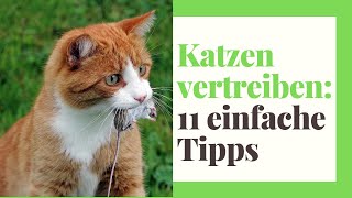 Katzen vertreiben: 8 tierfreundliche Tipps, um Katzen fernzuhalten