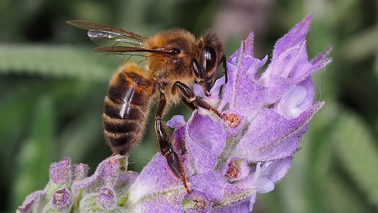 Apis mellifera - Honey bee - Abella de la mel - Abeja de la miel - YouTube