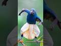 #ai #birds #dance #video #viral #trending #shorts