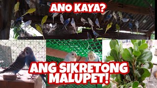 Ano nga ba naitutulong ng Kulasiman sa aking mga ibon?! | Bro MikeG