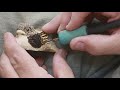 Baby Cuckoo Part II   ASMR Wood Carving