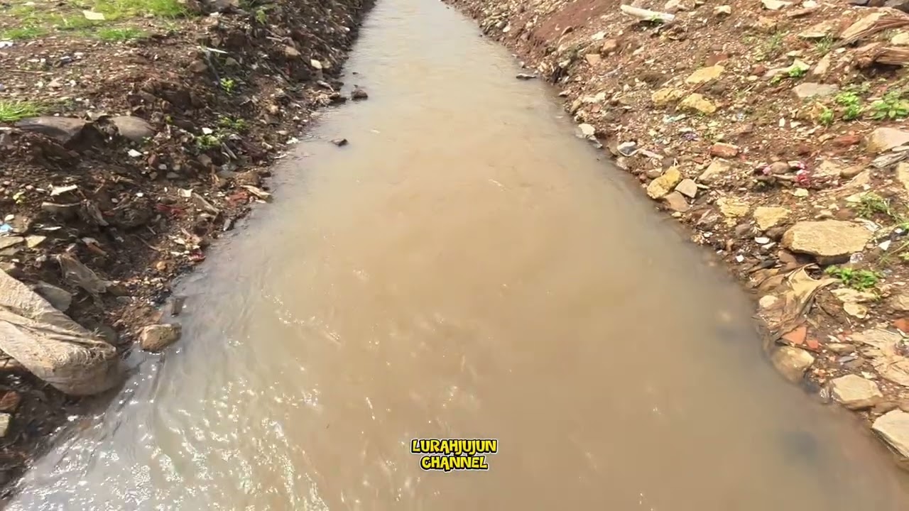 MANTAP INI YANG DI TUNGGU.. PROSES PERAWATAN POHON KELAPA HIBRIDA/DISBUN