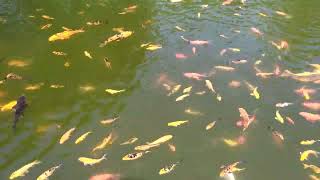 Castle Of Ravadinovo