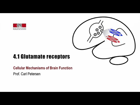 4.1 Glutamate receptors