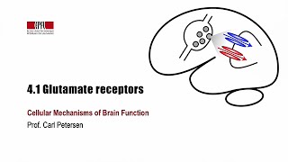 4.1 Glutamate receptors