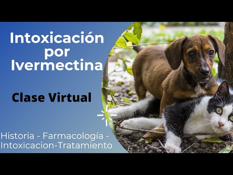 Video: Envenenamiento Por Medicamentos Parásitos (ivermectina) En Perros