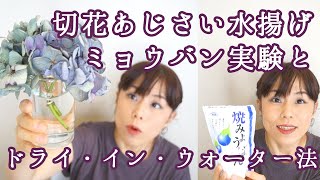 あじさい切り花 ミョウバン実験 偶然知ったドライ イン ウォーター法 Youtube あじさい切り花 ミョウバン実験 偶然知ったドライ イン ウォーター法 Youtube