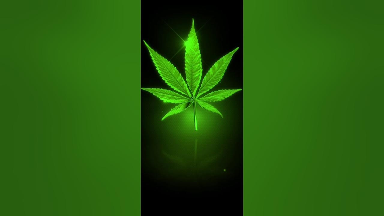 мияги надпись. фото шишек конопляных. подарю тебе ганджа. эндшпиль я подарю тебе ганжа. эндшпиль я подарю тебе ганжа.