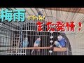 梅雨!来なくていいのに!発情期!【セキセイインコ】【#27】