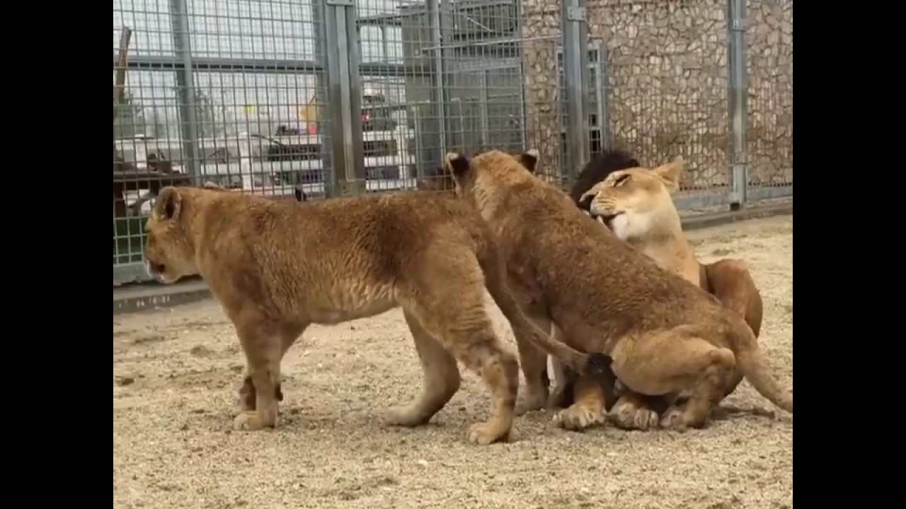 malkia park cena Mother's Love / Lion family / Pride / MALKIA PARK Big Cats Rescue