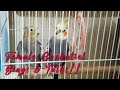 Female Cockatiel Sings & Talks