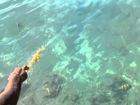 Acuario Acuario Acuario Acuario