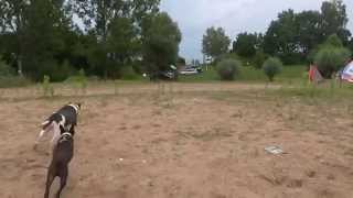 Old English Bulldog Giant Blue Male mit 14 Monaten Vater Bullforce Sharky Mutter Blue Sky
