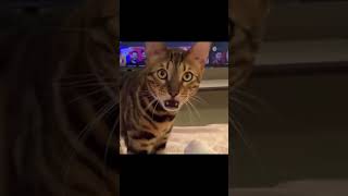 Funny Cat😂❤️❗️The video is not mine❗️