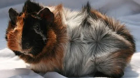 Video 1307681: abyssinian breed, pets abyssinian, abyssinian animals, breed show