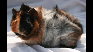 ABYSSINIAN GUINEA PIG BREED!!! SUPER CUTE ADORABLE 🐹💗💗💗