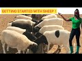 Beginners guide to raising sheep at a low cost  best practices detailed