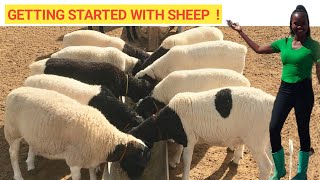 Beginner's GUIDE To Raising SHEEP At A Low COST! | Best Practices (DETAILED)